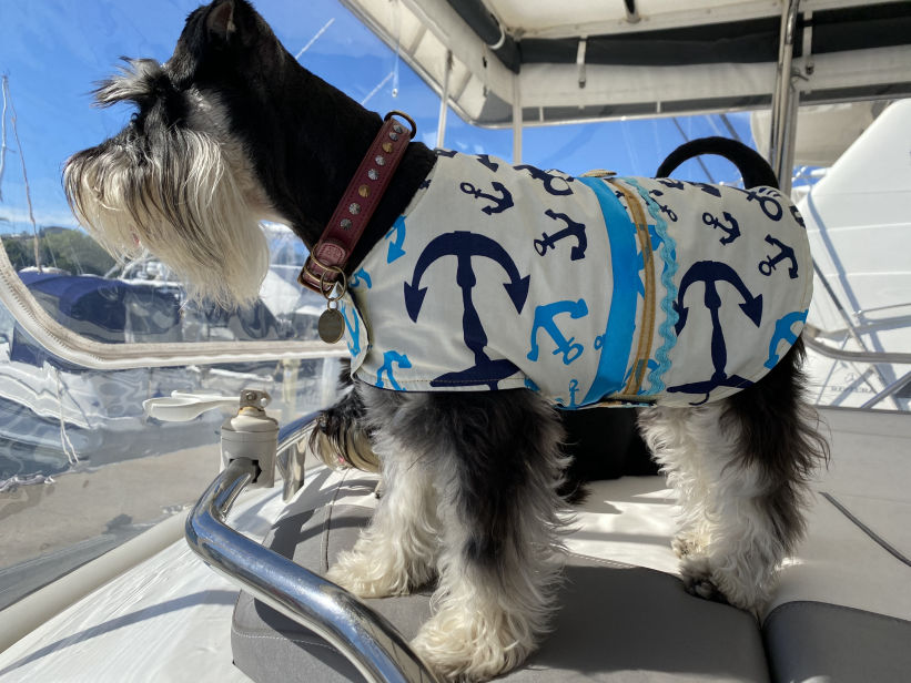 Mini Schnauzer In Cotton Jacket Anchors Away