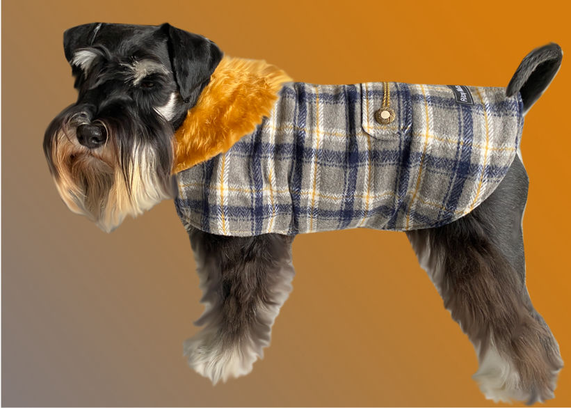 Mini Schnauzer in grey & blue plaid wool dogs coat