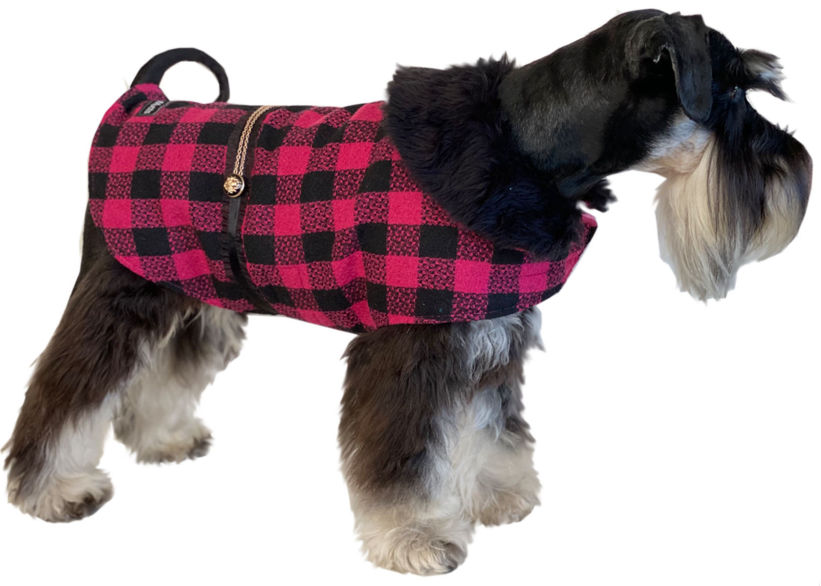 Mini Schnauzer in hot pink & black check dogs coat