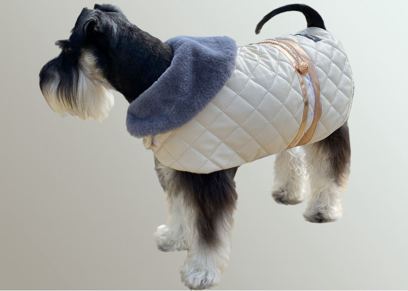 Mini Schnauzer in Cream Leather Pleather Dog Coat