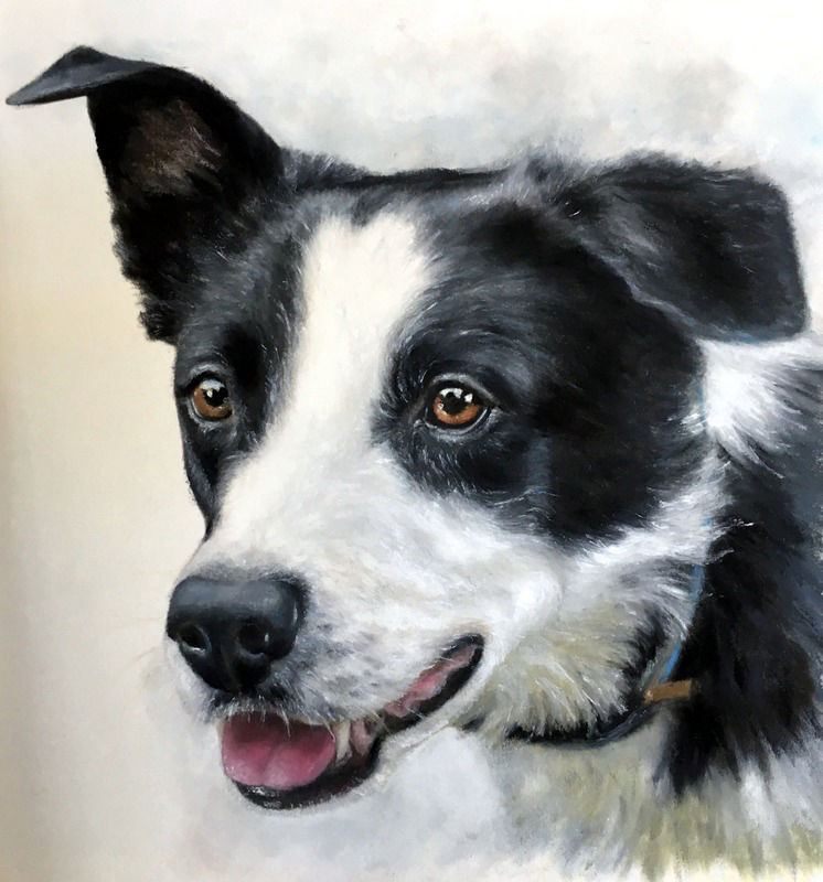 Oil Pastel pet portrait of Collie Dog by artist Gillian Jane