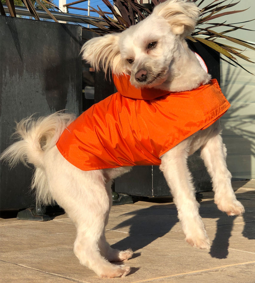 Olive In Orange Spray Jacket