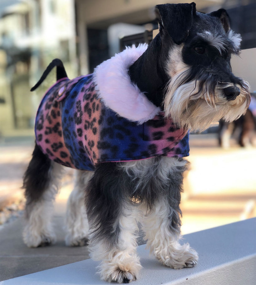 Mini Schnauzer in Rainbow Print Dog Jacket