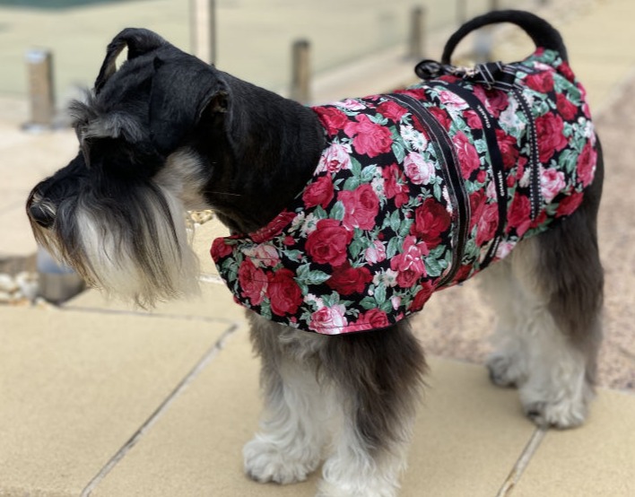 Mini Schnauzer in cotton allergy jacket secret rose garden