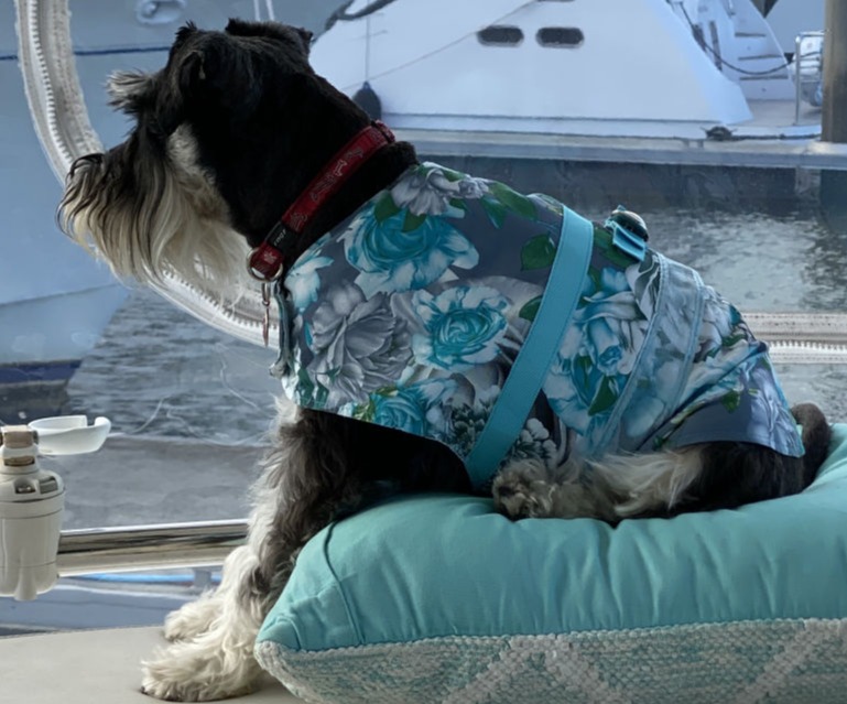 Mini Schnauzer in cotton allergy jacket turquoise rose