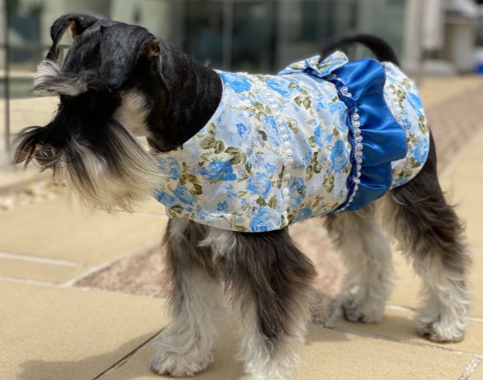 Mini Schnauzer in cotton allergy jacket, wild blue rose