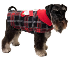 Mini Schnauzer in red tartan dog coat