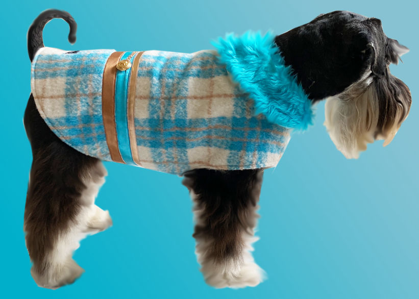 Mini Schnauzer in turquoise & cream plaid wool dog coat