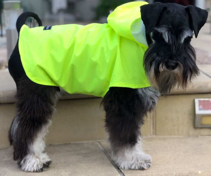 Starboard Mini Schnauzer In Fluro Spray Jacket