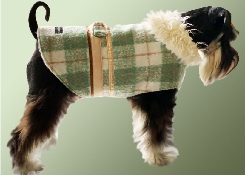 Mini Schnauzer in Moss green & cream plaid dog coat