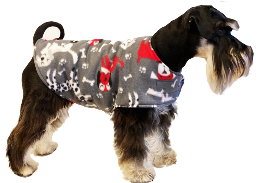 Starboard Mini Schnauzer In A Grey Cuddlebark Jacket