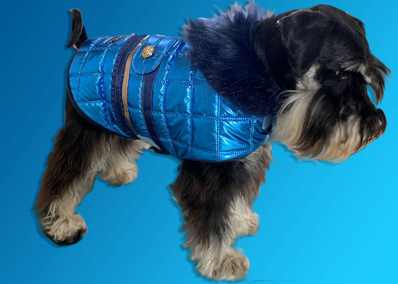 Mini Schnauzer In stunning metallic blue designer dog coat