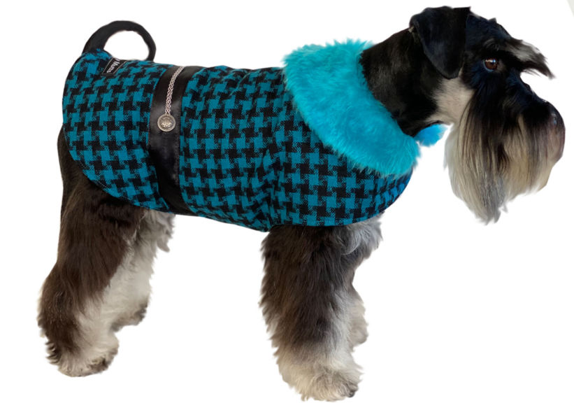 Mini Schnauzer in Turquoise Blue & Black houndstooth dog coat 