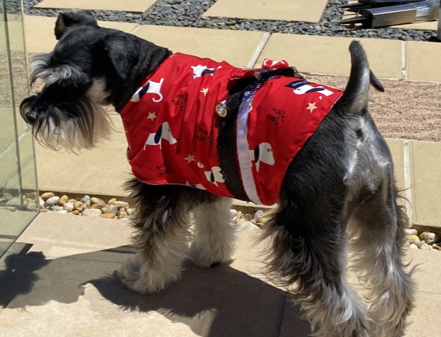 Mini Schnauzer in cotton allergy jacket red woof woof fru